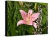 Pink Asiatic Lily, Reading, Massachusetts, USA-Lisa S. Engelbrecht-Stretched Canvas