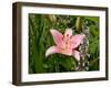 Pink Asiatic Lily, Reading, Massachusetts, USA-Lisa S. Engelbrecht-Framed Photographic Print