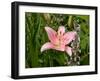 Pink Asiatic Lily, Reading, Massachusetts, USA-Lisa S. Engelbrecht-Framed Photographic Print