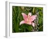Pink Asiatic Lily, Reading, Massachusetts, USA-Lisa S. Engelbrecht-Framed Photographic Print