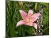 Pink Asiatic Lily, Reading, Massachusetts, USA-Lisa S. Engelbrecht-Mounted Photographic Print