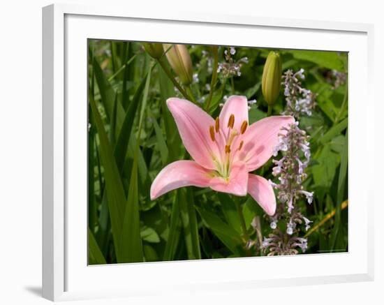 Pink Asiatic Lily, Reading, Massachusetts, USA-Lisa S. Engelbrecht-Framed Photographic Print