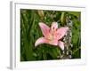 Pink Asiatic Lily, Reading, Massachusetts, USA-Lisa S. Engelbrecht-Framed Photographic Print