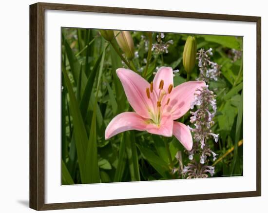 Pink Asiatic Lily, Reading, Massachusetts, USA-Lisa S. Engelbrecht-Framed Photographic Print