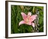 Pink Asiatic Lily, Reading, Massachusetts, USA-Lisa S. Engelbrecht-Framed Photographic Print