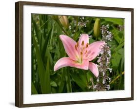 Pink Asiatic Lily, Reading, Massachusetts, USA-Lisa S. Engelbrecht-Framed Photographic Print