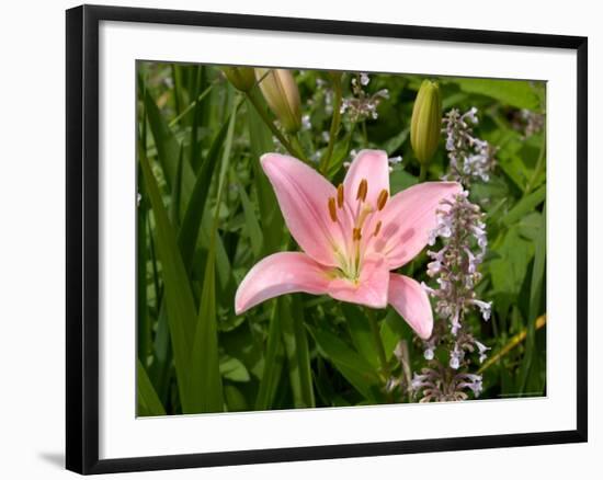 Pink Asiatic Lily, Reading, Massachusetts, USA-Lisa S. Engelbrecht-Framed Photographic Print