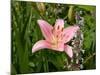 Pink Asiatic Lily, Reading, Massachusetts, USA-Lisa S. Engelbrecht-Mounted Photographic Print