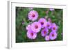 Pink Aster Flowers in Autumn-TMsara-Framed Photographic Print
