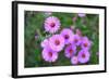 Pink Aster Flowers in Autumn-TMsara-Framed Photographic Print