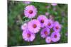 Pink Aster Flowers in Autumn-TMsara-Mounted Photographic Print