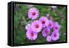 Pink Aster Flowers in Autumn-TMsara-Framed Stretched Canvas