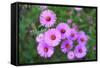 Pink Aster Flowers in Autumn-TMsara-Framed Stretched Canvas