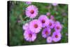 Pink Aster Flowers in Autumn-TMsara-Stretched Canvas