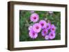 Pink Aster Flowers in Autumn-TMsara-Framed Photographic Print