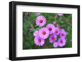 Pink Aster Flowers in Autumn-TMsara-Framed Photographic Print