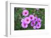 Pink Aster Flowers in Autumn-TMsara-Framed Photographic Print