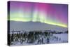 Pink Aurora over Boreal Forest in Canada-Stocktrek Images-Stretched Canvas