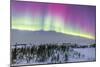 Pink Aurora over Boreal Forest in Canada-Stocktrek Images-Mounted Photographic Print