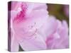 Pink Azalea, Brookside Gardens, Wheaton, Maryland, USA-Corey Hilz-Stretched Canvas