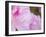 Pink Azalea, Brookside Gardens, Wheaton, Maryland, USA-Corey Hilz-Framed Photographic Print