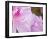 Pink Azalea, Brookside Gardens, Wheaton, Maryland, USA-Corey Hilz-Framed Photographic Print