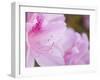 Pink Azalea, Brookside Gardens, Wheaton, Maryland, USA-Corey Hilz-Framed Photographic Print