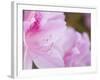 Pink Azalea, Brookside Gardens, Wheaton, Maryland, USA-Corey Hilz-Framed Photographic Print