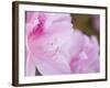 Pink Azalea, Brookside Gardens, Wheaton, Maryland, USA-Corey Hilz-Framed Photographic Print