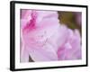 Pink Azalea, Brookside Gardens, Wheaton, Maryland, USA-Corey Hilz-Framed Photographic Print