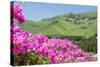 Pink Azalea Field-VSARTS-Stretched Canvas