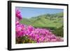 Pink Azalea Field-VSARTS-Framed Photographic Print