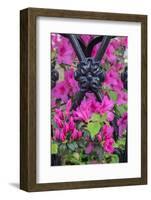 Pink Azalea, wrought iron fence, Charleston, South Carolina, Usa-Lisa S. Engelbrecht-Framed Photographic Print