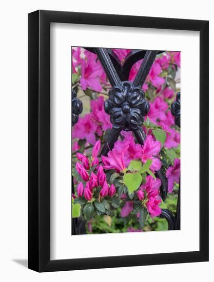 Pink Azalea, wrought iron fence, Charleston, South Carolina, Usa-Lisa S. Engelbrecht-Framed Photographic Print