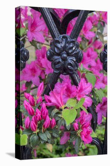 Pink Azalea, wrought iron fence, Charleston, South Carolina, Usa-Lisa S. Engelbrecht-Stretched Canvas