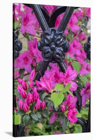 Pink Azalea, wrought iron fence, Charleston, South Carolina, Usa-Lisa S. Engelbrecht-Stretched Canvas