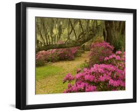 Pink Azaleas and Live Oaks, Magnolia Plantation, Charleston, South Carolina, USA-Corey Hilz-Framed Photographic Print