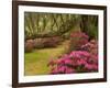 Pink Azaleas and Live Oaks, Magnolia Plantation, Charleston, South Carolina, USA-Corey Hilz-Framed Photographic Print