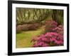 Pink Azaleas and Live Oaks, Magnolia Plantation, Charleston, South Carolina, USA-Corey Hilz-Framed Photographic Print