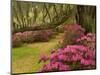 Pink Azaleas and Live Oaks, Magnolia Plantation, Charleston, South Carolina, USA-Corey Hilz-Mounted Photographic Print