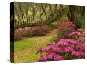 Pink Azaleas and Live Oaks, Magnolia Plantation, Charleston, South Carolina, USA-Corey Hilz-Stretched Canvas