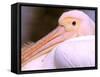 Pink-Backed Pelican, Delta Dunarii, Romania-Gavriel Jecan-Framed Stretched Canvas