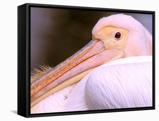 Pink-Backed Pelican, Delta Dunarii, Romania-Gavriel Jecan-Framed Stretched Canvas