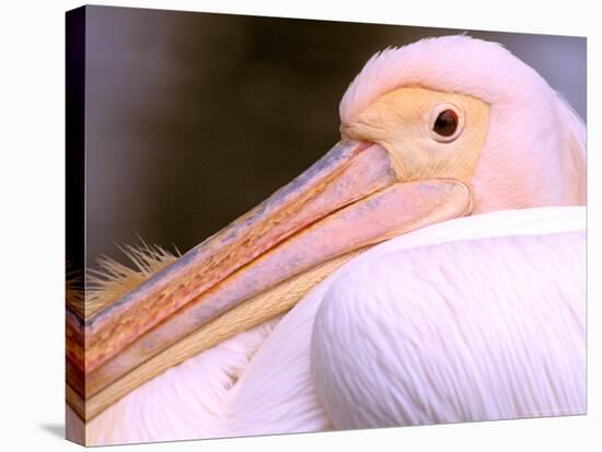 Pink-Backed Pelican, Delta Dunarii, Romania-Gavriel Jecan-Stretched Canvas