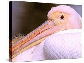 Pink-Backed Pelican, Delta Dunarii, Romania-Gavriel Jecan-Stretched Canvas