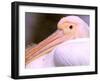Pink-Backed Pelican, Delta Dunarii, Romania-Gavriel Jecan-Framed Photographic Print