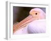 Pink-Backed Pelican, Delta Dunarii, Romania-Gavriel Jecan-Framed Photographic Print