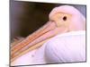 Pink-Backed Pelican, Delta Dunarii, Romania-Gavriel Jecan-Mounted Photographic Print