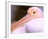 Pink-Backed Pelican, Delta Dunarii, Romania-Gavriel Jecan-Framed Photographic Print