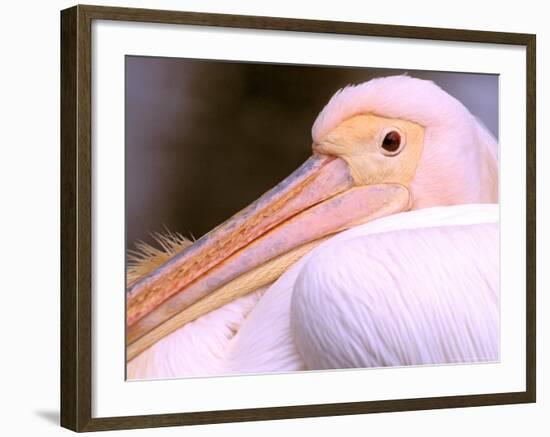 Pink-Backed Pelican, Delta Dunarii, Romania-Gavriel Jecan-Framed Photographic Print